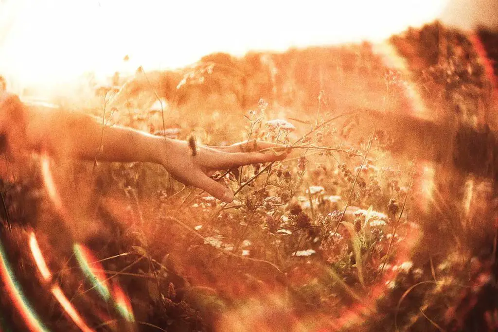 Woman in field touching flowers