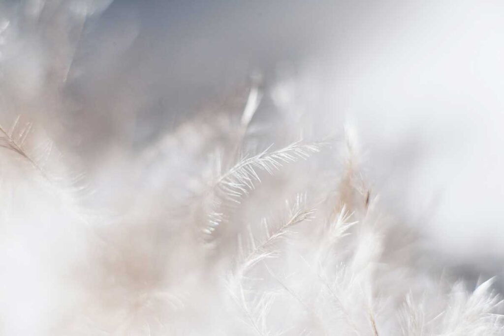 White tree branches 