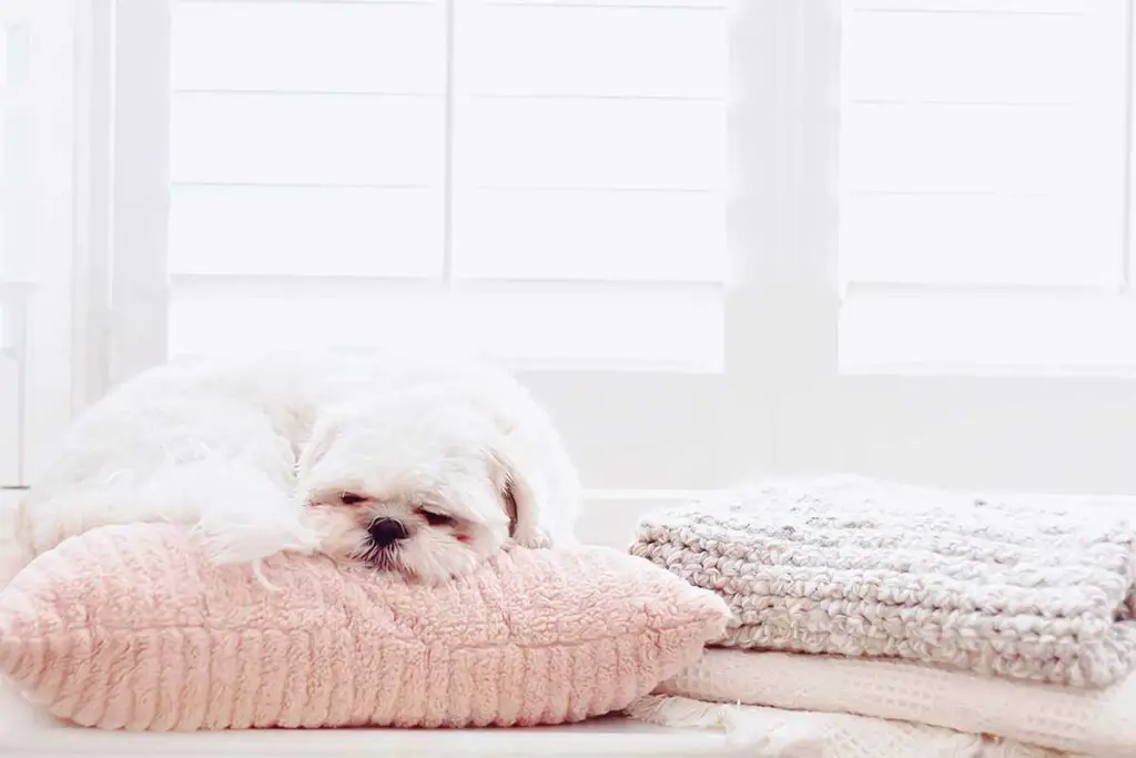 Dog on bed in window